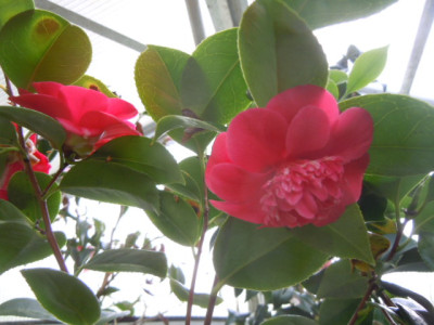 spring dream.JPG