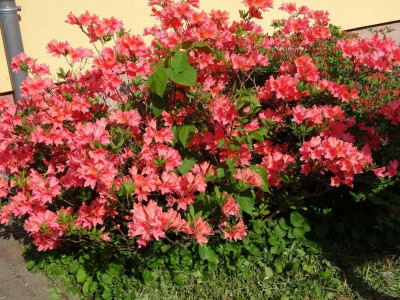 rhodo01.jpg