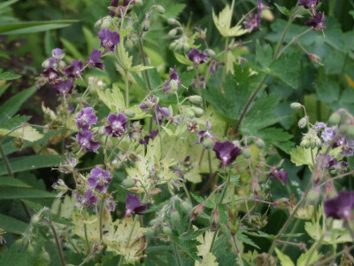 DSCF2995.JPG