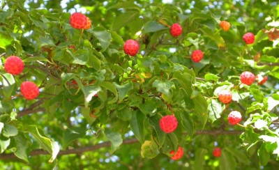 Arbutus_unedo.jpg
