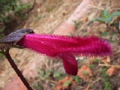 Salvia_buchananaii.jpg