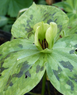 2016-05-12 Trillium discolor.jpg