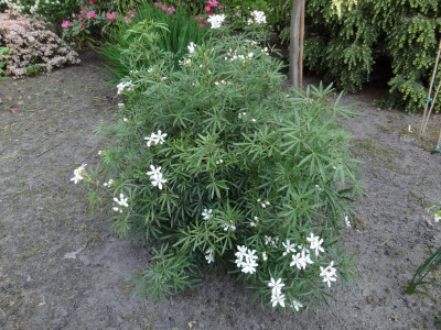 Choisya White Dazzler May 2016.JPG