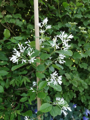 Chionanthus retusus May 2016.JPG