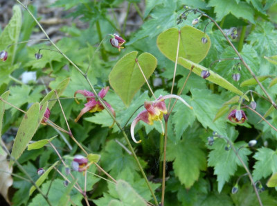 2016-05-12 Epimedium 'Akane'.jpg