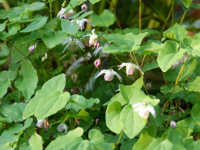 2016-05-12 Epimedium 'Akebono'.jpg