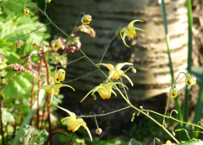 2016-05-12 Epimedium 'Amber Queen'.jpg