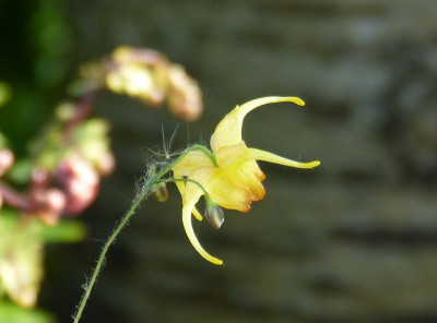 2016-05-12 Epimedium 'Amber Queen' 2.jpg