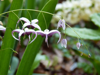 2016-05-12 Epimedium 'Myriad Years'.jpg
