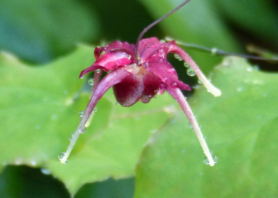 2016-05-12 Epimedium 'Red Maximum'.jpg