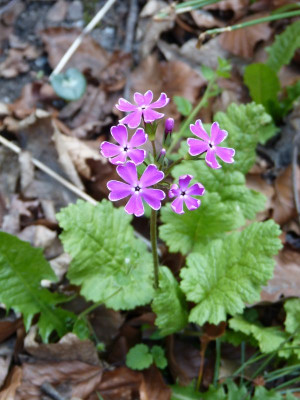 2016-05-12 Primula sieboldii 'Nankin Kozakura'.jpg