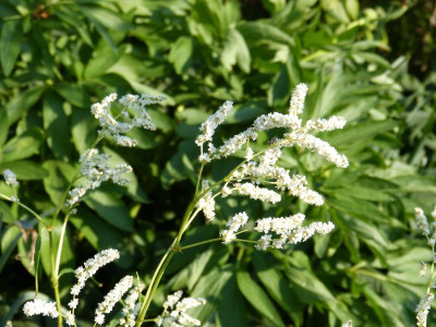 2016-05-12 Polygonum sericeum.jpg