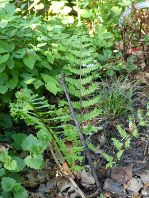 2016-05-12 Athyrium filix-femina Corymbiferum Rotstiel 2.jpg