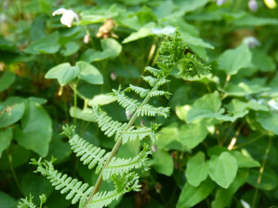 2016-05-12 Athyrium filix-femina Corymbiferum Rotstiel 1.jpg