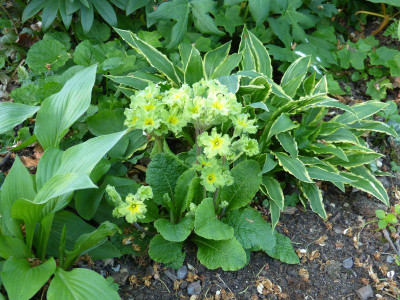 2016-05-12 Primula 'Francisca'.jpg