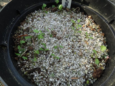 Ranzania japonica Germination May 2016.JPG