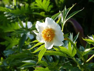 2016-05-12 Paeonia emodi 'Windflower'.jpg