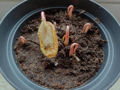 Ricinus communis Germination May 2016.JPG