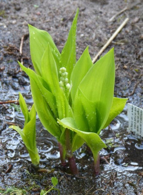 2016-05-12 Convallaria majalis Golden Slippers.jpg