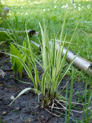 2016-05-12 Molinia 'Heinrichs Dauerstrahl'.jpg