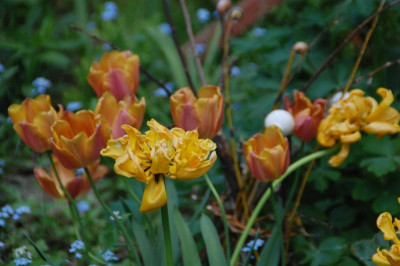DSC_5178.JPG