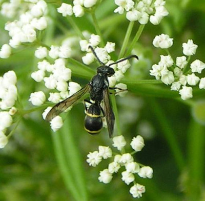 Odynerus_spinipes_-_Schornsteinwespe_01.jpg