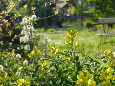 2016-05-12 Gartenimpressionen 1.jpg
