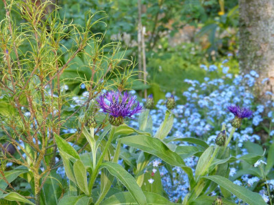 2016-05-12 Gartenimpressionen 2.jpg