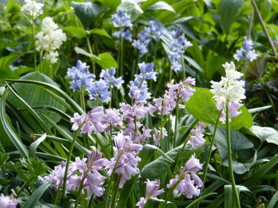 2016-05-12 Gartenimpressionen 4.jpg