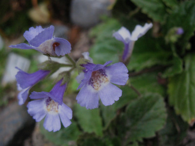 Haberlea ferdinandi-coburgii ...   12.5.16 044.jpg