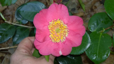 WP_20160510_017  Camellia japonica Kuni No Hikari.jpg