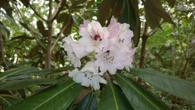 WP_20160511_172 Rhododendron rex Sich1154.jpg