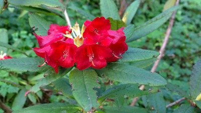 WP_20160511_183 Rhododendron microgynum.jpg