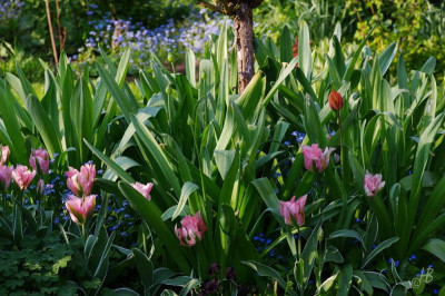 20160502_IMGP2078_050_hb_1000.JPG