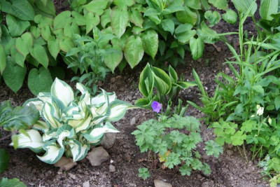 Hosta %22Andrew%22 IMG_9834.jpg