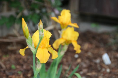Iris barbata-media %22Alaskan Gold%22 IMG_9824.jpg