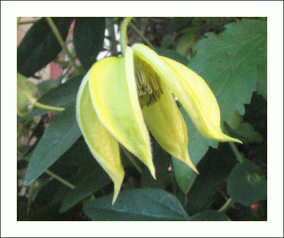 CLEMATIS_MI_2009_RI.jpg