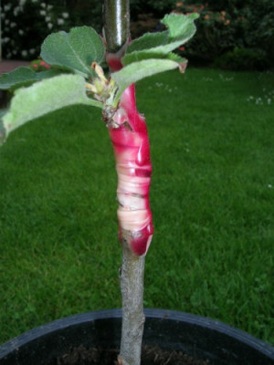 Apfel1-dscn2595.jpg