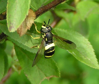 Chrysotoxum_bicinctum_-_Zweiband-Wespenschwebfliege_04.jpg