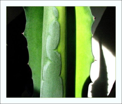 AGAVE_MI_2009_RIII.jpg
