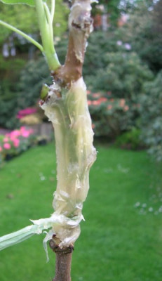 Birne1-dscn2603.jpg
