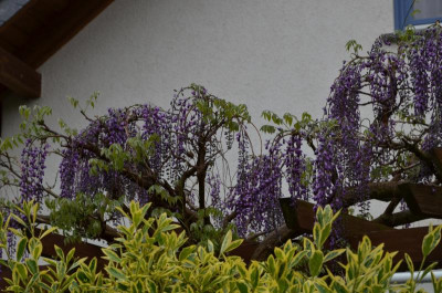 Wisteria_floribunda.16-1.jpg