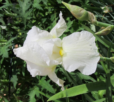 Immortality small IMG_0609.jpg