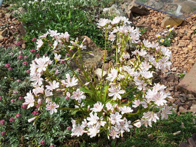 Lewisia cotyledon var. howellii 13.05.16.png