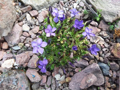 Gentiana verna 13.05.16.jpg