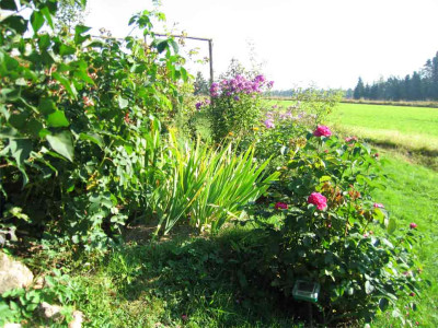 reschtphlox1.jpg