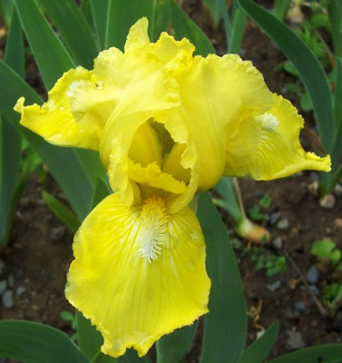 100_6314 gelbe Nana.jpg