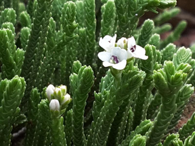H. tetrasticha Blüte 13.05.16.jpg