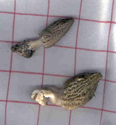 Morel.jpg