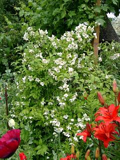 pfeiffenstrauch-belle-etoile.20040623.2.jpg